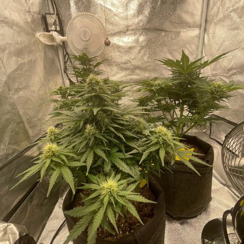 Babys try one growlog timeline photo