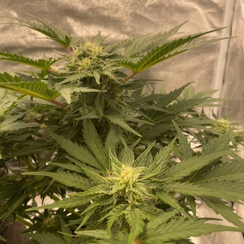Babys try one growlog timeline photo