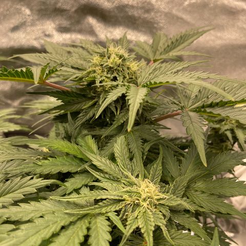 Babys try one growlog timeline photo