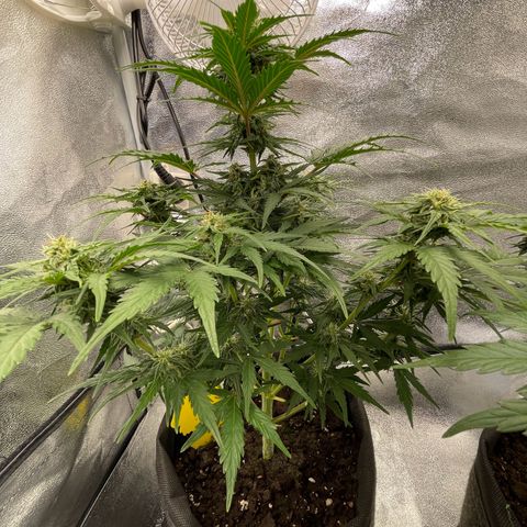 Babys try one growlog timeline photo