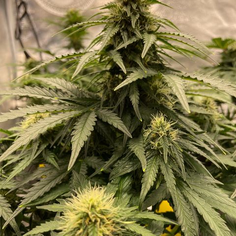 Babys try one growlog timeline photo