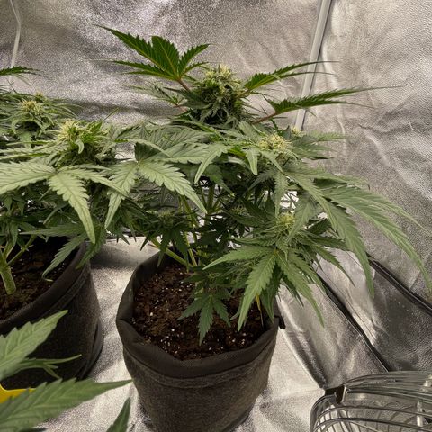 Babys try one growlog timeline photo
