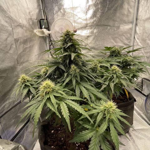 Babys try one growlog timeline photo