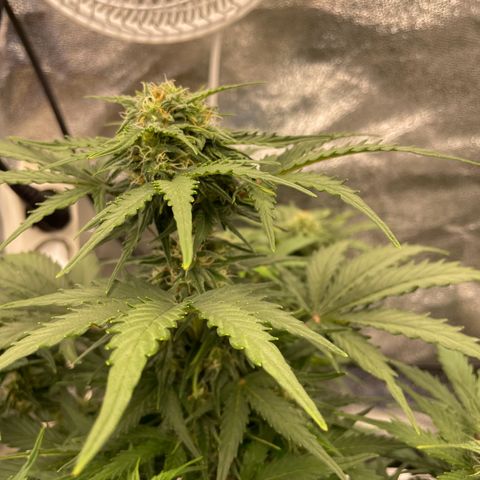 Babys try one growlog timeline photo