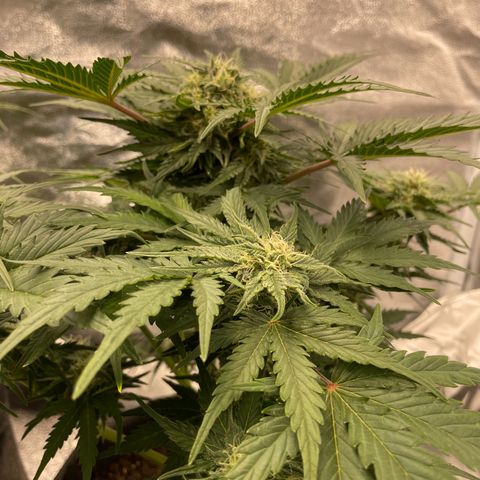 Babys try one growlog timeline photo