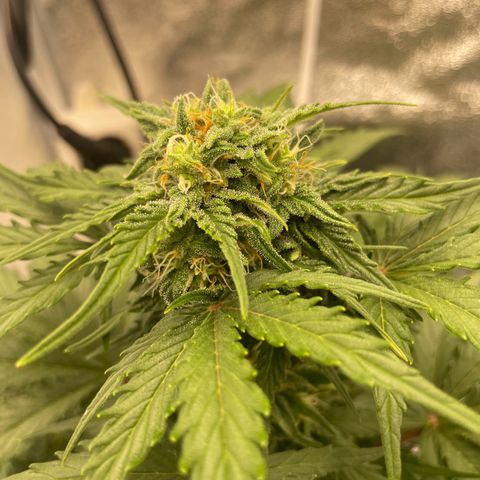 Babys try one growlog timeline photo
