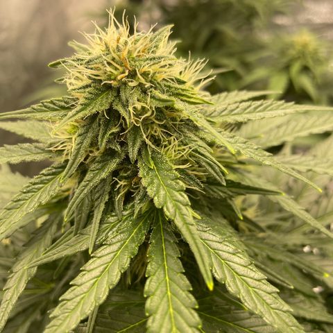 Babys try one growlog timeline photo