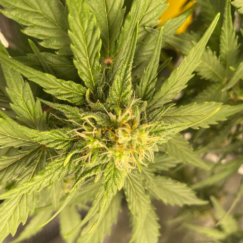 Babys try one growlog timeline photo