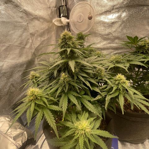Babys try one growlog timeline photo