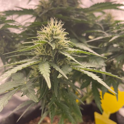 Babys try one growlog timeline photo