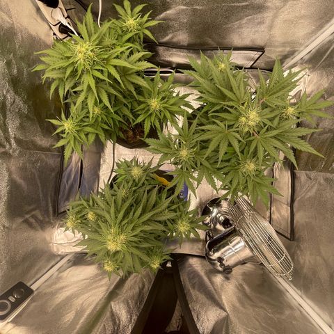 Babys try one growlog timeline photo