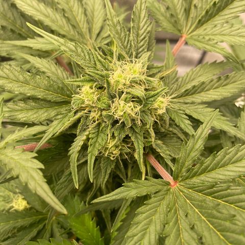 Babys try one growlog timeline photo