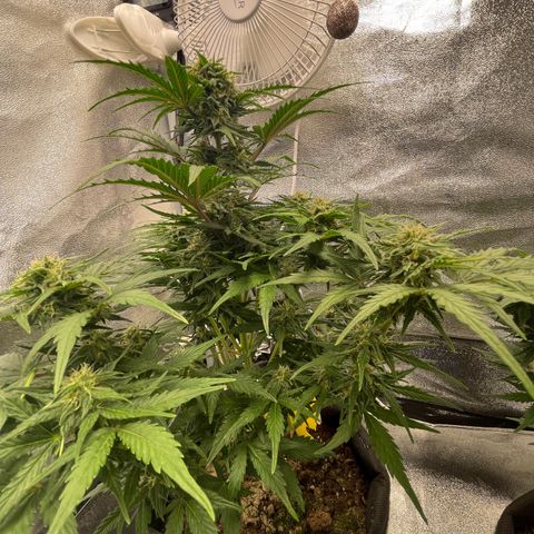 Babys try one growlog timeline photo