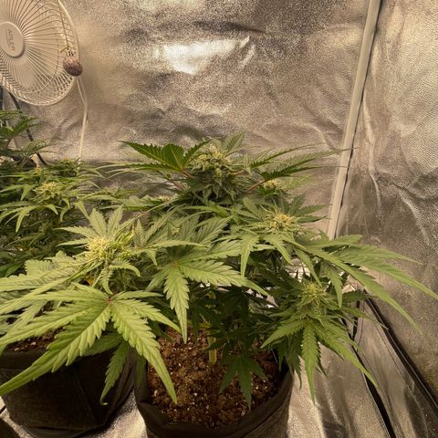Babys try one growlog timeline photo