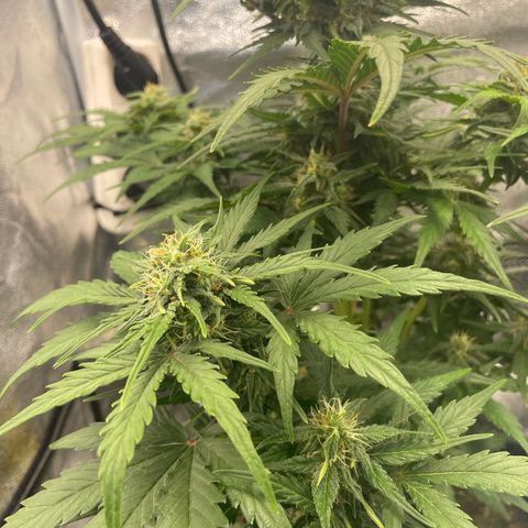 Babys try one growlog timeline photo