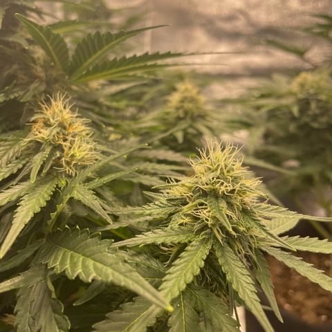 Babys try one growlog timeline photo