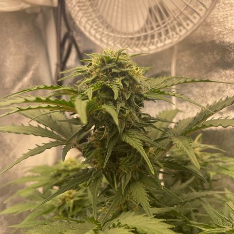 Babys try one growlog timeline photo