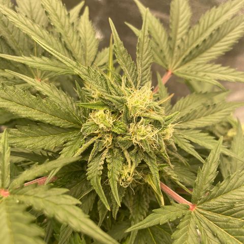Babys try one growlog timeline photo