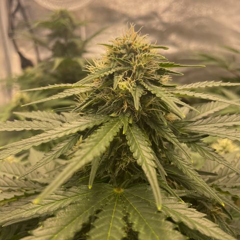 Babys try one growlog timeline photo