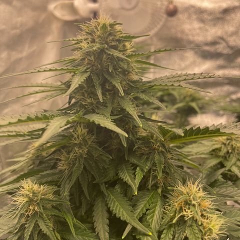 Babys try one growlog timeline photo