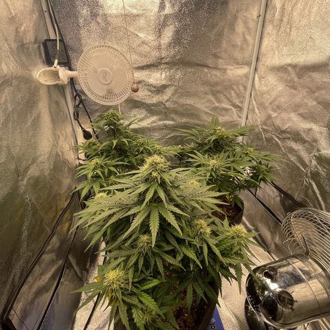 Babys try one growlog timeline photo