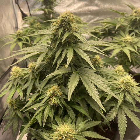 Babys try one growlog timeline photo
