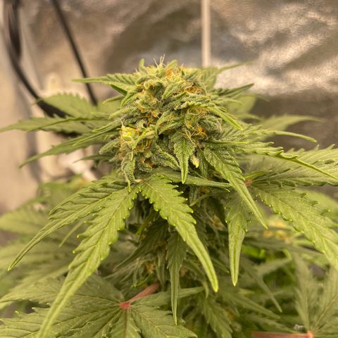 Babys try one growlog timeline photo