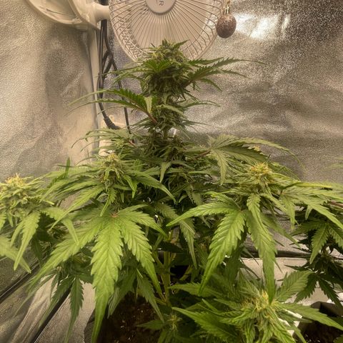 Babys try one growlog timeline photo