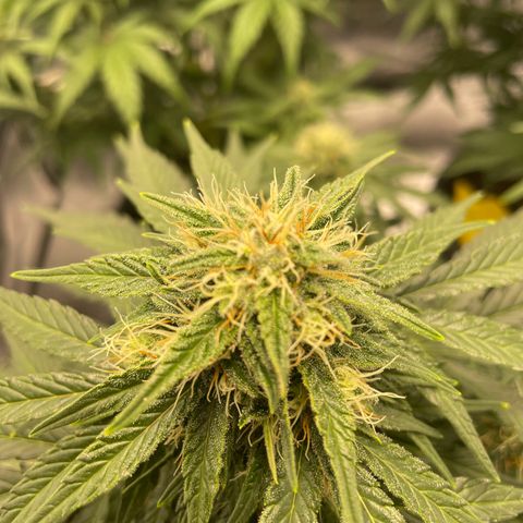 Babys try one growlog timeline photo