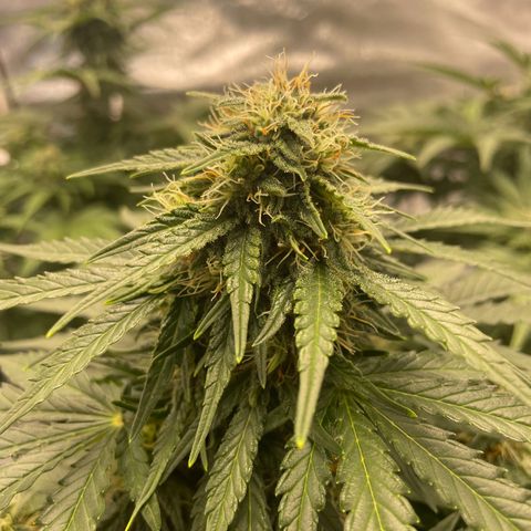 Babys try one growlog timeline photo