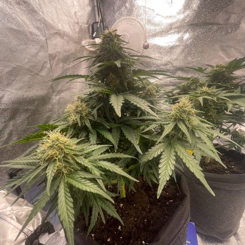 Babys try one growlog timeline photo