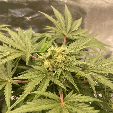 Babys try one growlog timeline photo