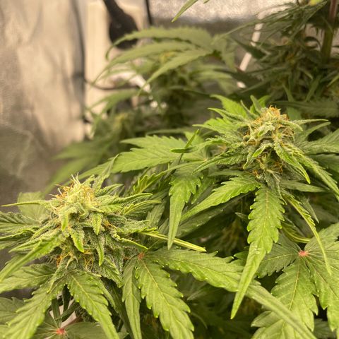 Babys try one growlog timeline photo