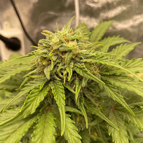 Babys try one growlog timeline photo