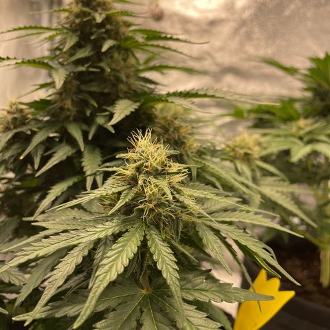 Babys try one growlog timeline photo