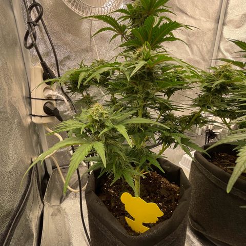 Babys try one growlog timeline photo