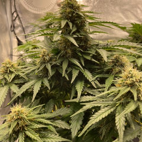 Babys try one growlog timeline photo