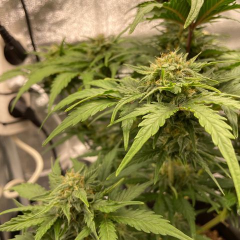 Babys try one growlog timeline photo