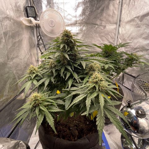 Babys try one growlog timeline photo