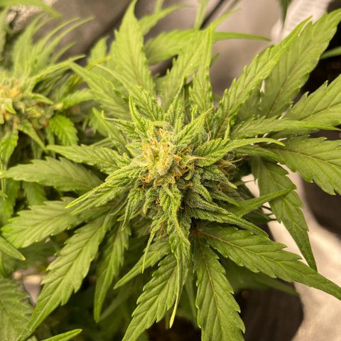 Babys try one growlog timeline photo