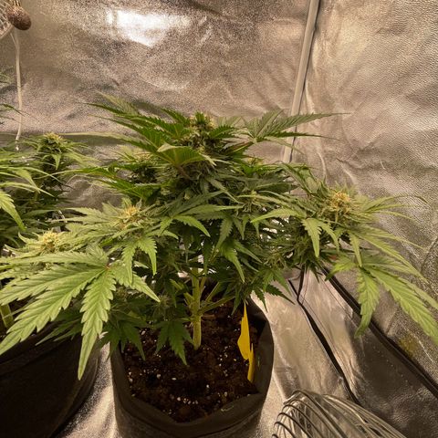 Babys try one growlog timeline photo