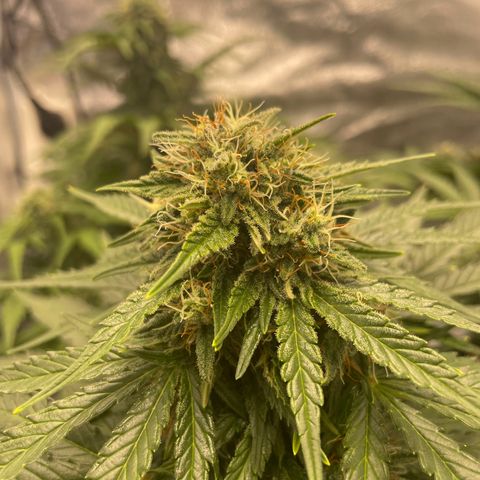 Babys try one growlog timeline photo