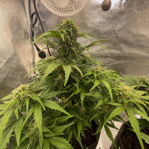 Babys try one growlog timeline photo