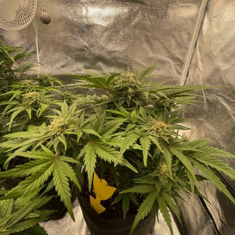 Babys try one growlog timeline photo