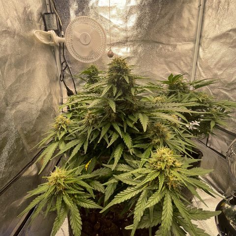 Babys try one growlog timeline photo