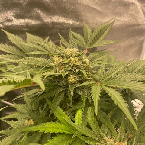 Babys try one growlog timeline photo