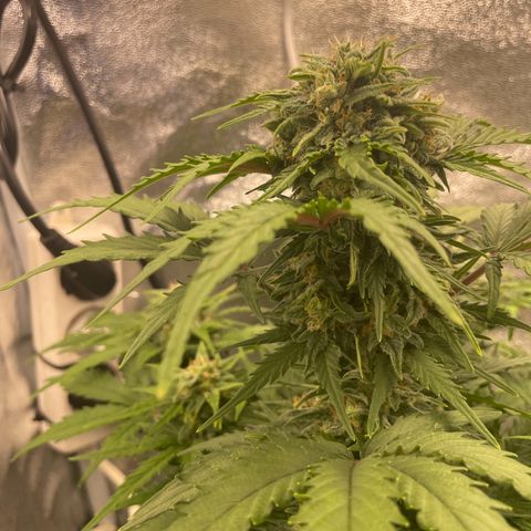 Babys try one growlog timeline photo