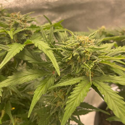 Babys try one growlog timeline photo