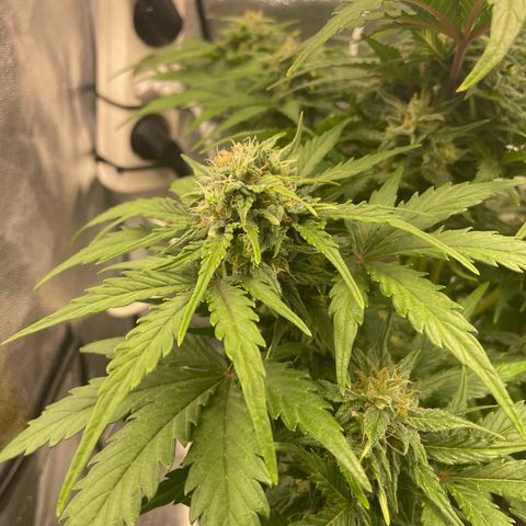 Babys try one growlog timeline photo