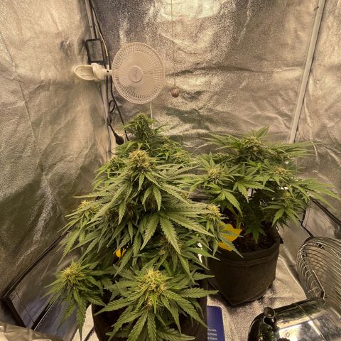Babys try one growlog timeline photo